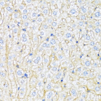 ABCA6 Antibody