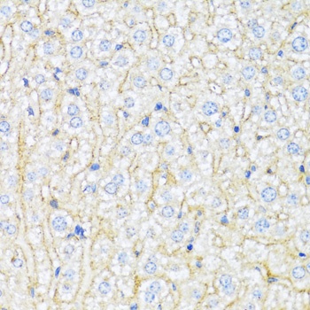 Abca6 Antibody