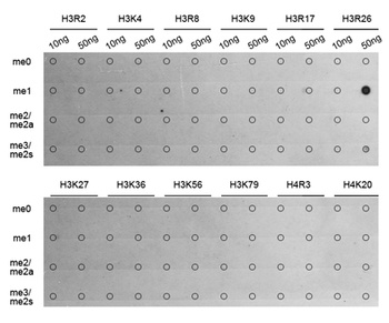 H3R26me1 Antibody
