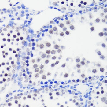 H3R26me1 Antibody