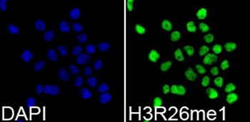H3R26me1 Antibody
