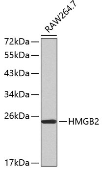 HMGB2 Antibody