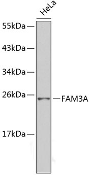 FAM3A Antibody