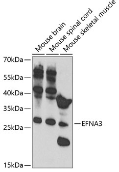 EFNA3 Antibody