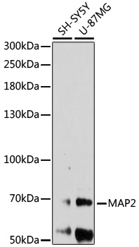 Map2 Antibody