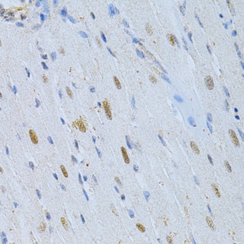 Map2 Antibody