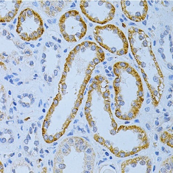 Map2 Antibody