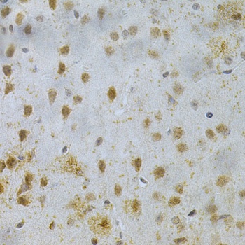 Map2 Antibody