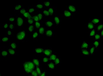 OAS1 Antibody