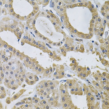 NCF4 Antibody