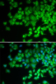 NCF4 Antibody