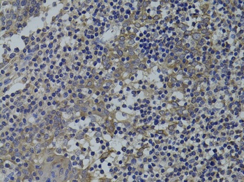 GNA15 Antibody