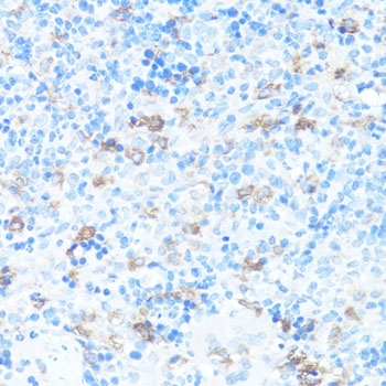 FGFR2 Antibody