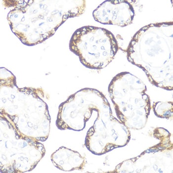 FGFR2 Antibody