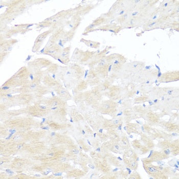 FGFR2 Antibody