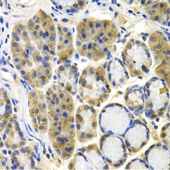 APBB1 Antibody