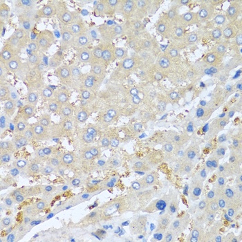 PPBP Antibody