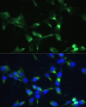 BLOC1S3 Antibody