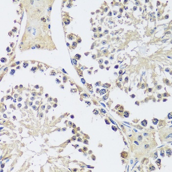 BLOC1S3 Antibody