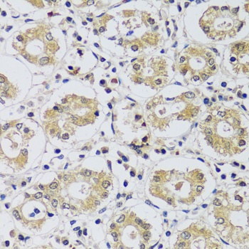 C12orf10 Antibody