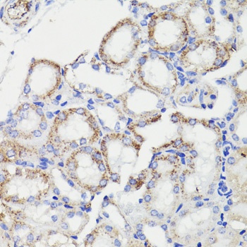 C12orf10 Antibody