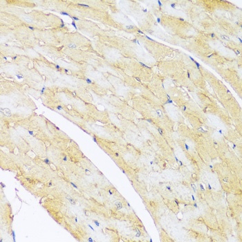 ARL4A Antibody