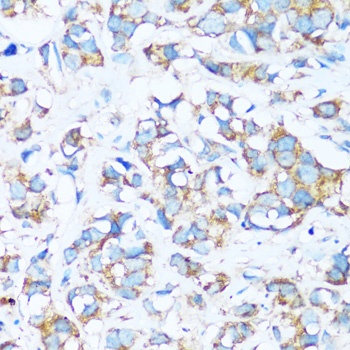 ARHGEF5 Antibody