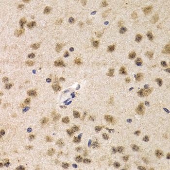 CDK7 Antibody