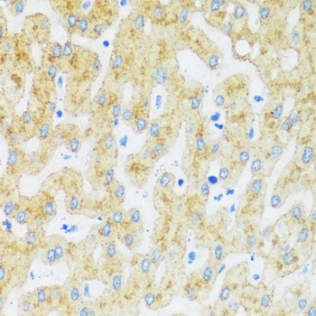 ASGR1 Antibody