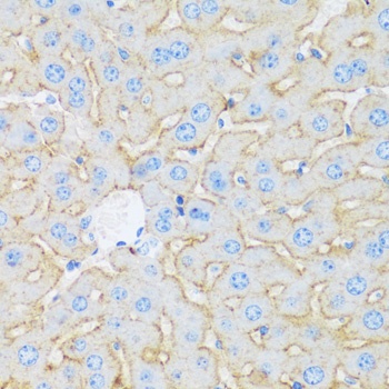 ASGR1 Antibody