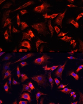 FXR1 Antibody