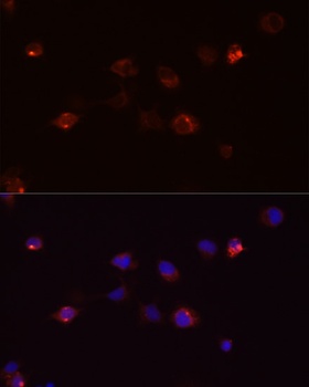 DEFB4A Antibody