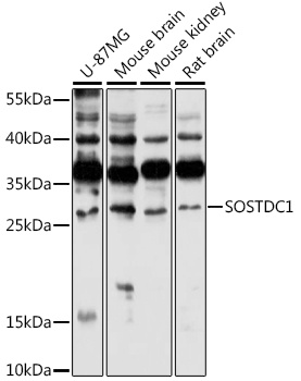 SOSTDC1 Antibody