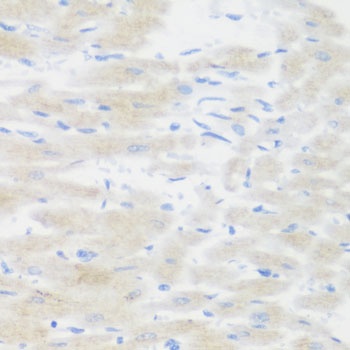 BMP2 Antibody