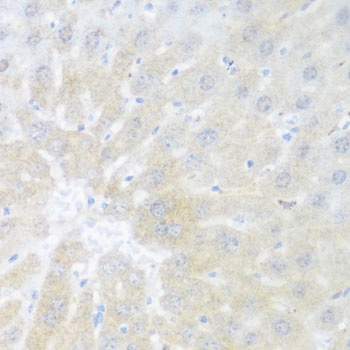 BMP2 Antibody