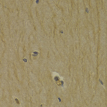 DRD3 Antibody