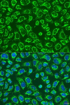 MAP4K5 Antibody