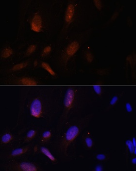 ZNF433 Antibody