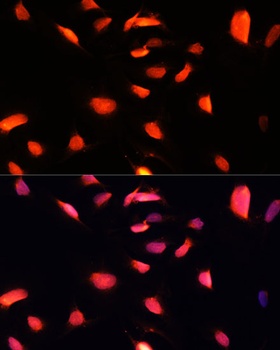 ZNF433 Antibody