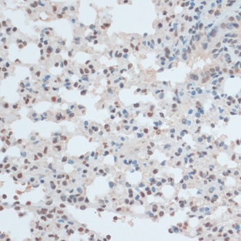 ZNF433 Antibody