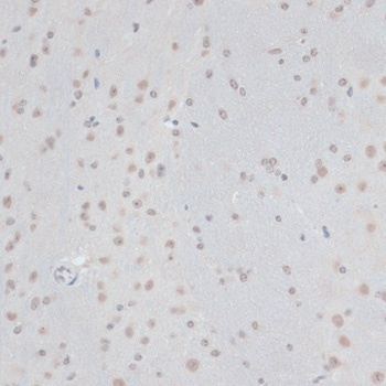 ZNF433 Antibody