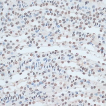 ZNF433 Antibody