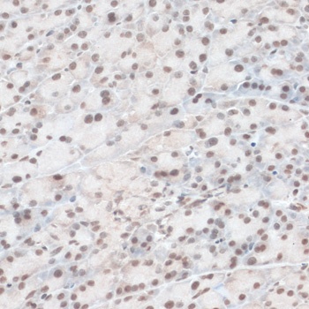 ZNF574 Antibody