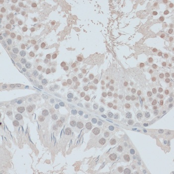 ZNF446 Antibody