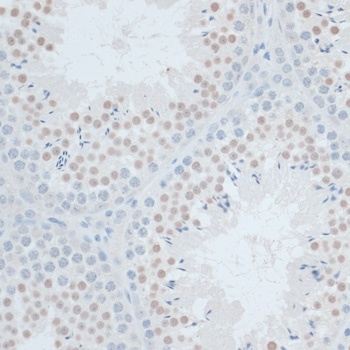 ZNF446 Antibody