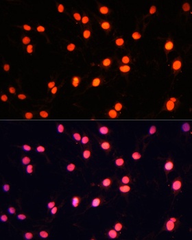 ZNF446 Antibody