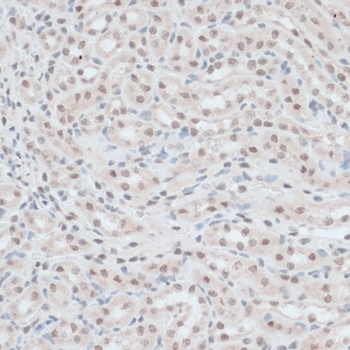 ZNF416 Antibody