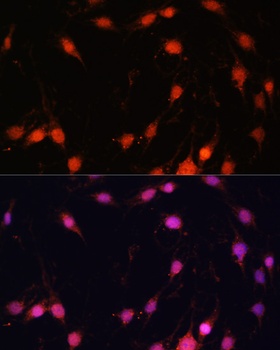 ZNF416 Antibody