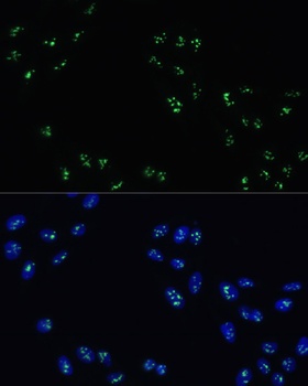 DDX21 Antibody