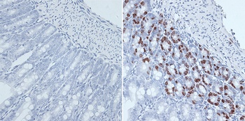 BrdU Antibody